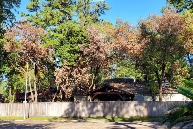 Laurel Wilt Neighborhood