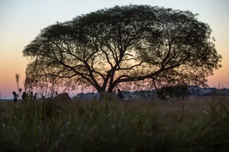 Tree in sunset