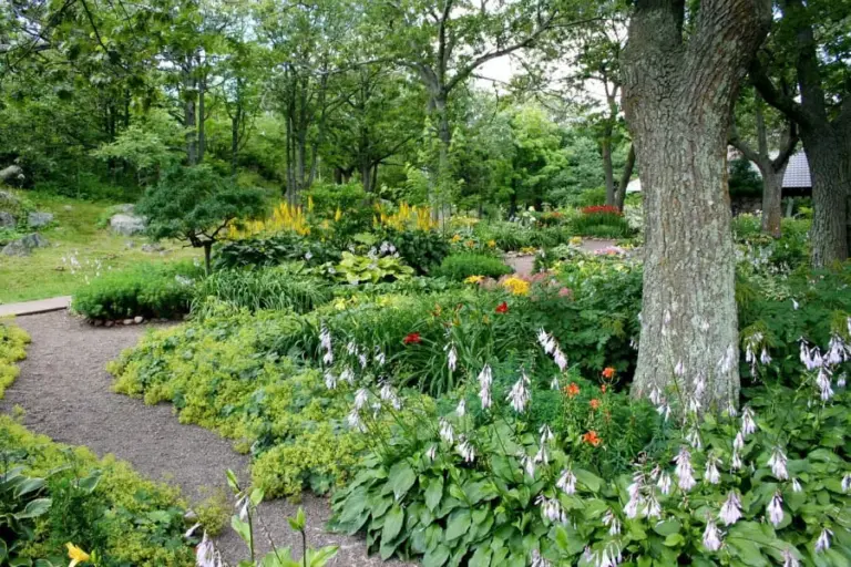 Trees and garden