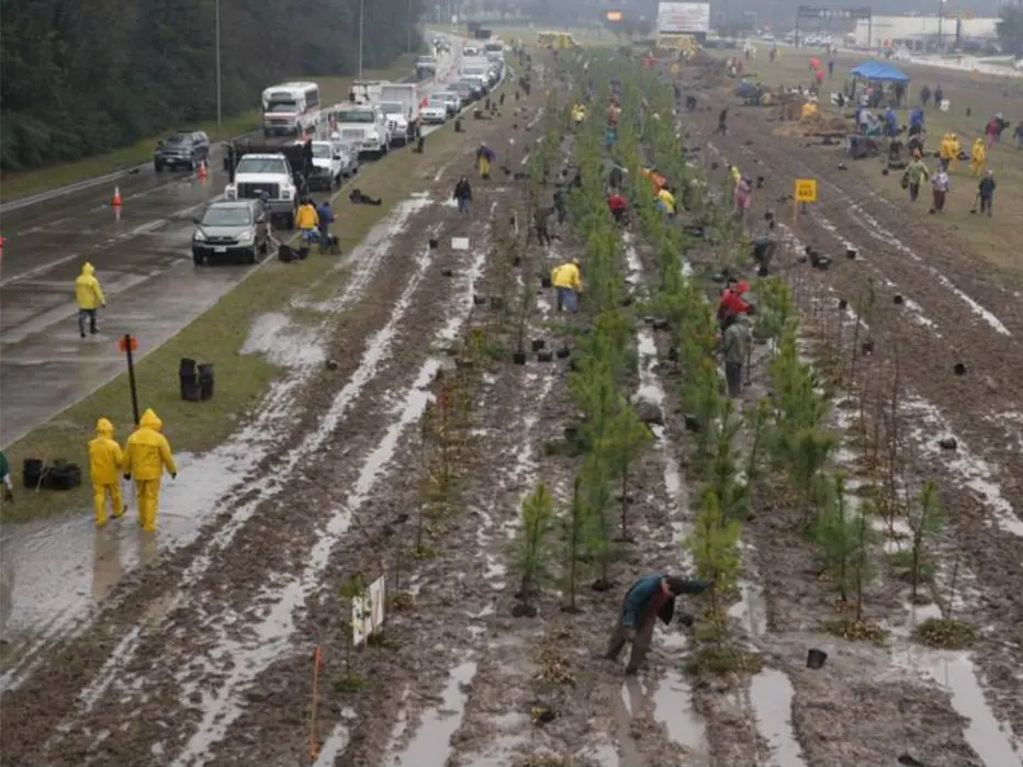 During planting trees