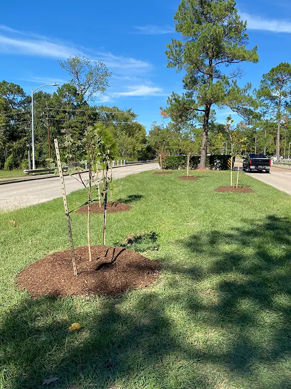 Trees planted along Woodland Hills Drive